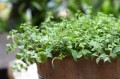 ms-how-to-grow-oregano-3455875d921947b9aa5b34950edc6f39.jpg