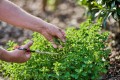 oregano-gettyimages-1396383006-abdea429f00e4f599b83fab2302bb489.jpg
