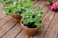 growing-oregano-plants-1402818-11-ce2a0899a12e4767a5ec71340464f508.jpg
