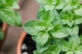oregano-plant-herb-origanum-vulgare-live-starter-plant_86b5b81a-7c4c-4f6a-b638-0c61741c9afb.41fcd18b79ac983d85de559a43773e96.jpeg
