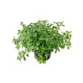 5.-oregano-pot-1500x1500.jpg