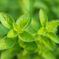 italian-oregano__39078.jpg