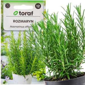 Z3028 ROZMARYN NASIONA ROZMARYNU ZIÓŁ ZIOŁA AROMATYCZNE WIELOLETNI 0,1G