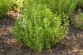 thyme_herb_hf-1024x683.jpg