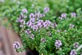 bhg-thyme-plant-c4qkzexs4od9qsfyihgnoh-e12b03dbf3844d24af3a0aa884970a81.jpg