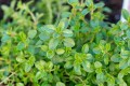 how-to-grow-thyme-1402630-hero-d44ccea3e3604c1db97d23761b25de52.jpg