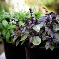 basil-mix-ocimum-basilicum.jpg