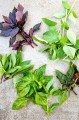 different-kinds-if-basil_1.jpg