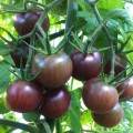 tomato-black-cherry-palmers.jpg