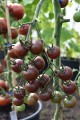 tomato-black-cherry-004.jpg