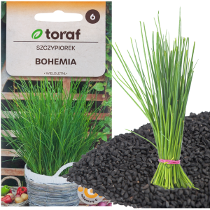 W0784 SZCZYPIOREK BOHEMIA 2G NASIONA SZCZYPIORKU SZYBKO ROŚNIE WIELOLETNI