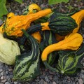 moliugai-dekoratyviniai-cucurbita-pepo-little-indian-misinys-seklos-20-vnt-2196-1200x1200.jpg