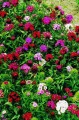 dianthus_barbatus_late_mixture-1.jpg
