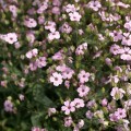 gypsophilarosea.jpg