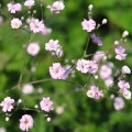 gypsophila-elegans-rosea1.jpg