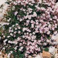 creeping-babys-breath-gypsophila-repens_1-1200x1200.jpg
