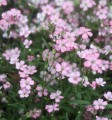 gypsophila-repens-rosea-pink-alpine-gypsophila-flowers.jpg