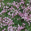 gypsophila_repens_rosea_600x.jpg