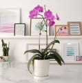 how-to-repot-an-orchid-7734d4b6-3db21acbafa84793b9f2735a1c64c5bc.jpg