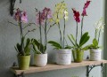 single-orchid-plants-in-container-e1548175064144.jpg