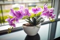 orchids-1030x688.jpg