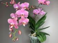 phalaenopsis-specimen.jpg
