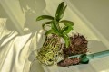 root-bound-orchid.jpg