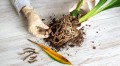 orchid-root-rot.jpeg