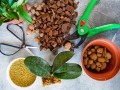 orchid-soil-mix.jpg