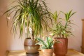 dracaena-houseplant-02-88f2640d588243c9822a9ecf5fda218d.jpg