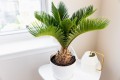 indoor-palm-plants-4177017-07-493651f7c70b4a77b34d54226c640825.jpeg