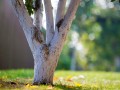 limewash-tree.jpg