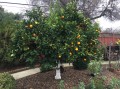 citrus_orig.jpg