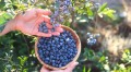 how-and-when-to-harvest-blueberries.jpeg