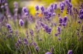 english-lavender-plants-2130856-hero-01-fc261dfea5d442ebb06e4844d4d674fc.jpg