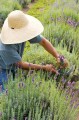 bhg_lavender_harvesting_101166540-22bff29c84cb456498039a2a9c57eda4.jpg