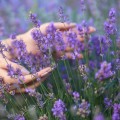hands-in-lavender.jpg
