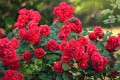 best-red-roses-feature.jpg