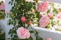 why-roses-are-not-blooming-dfcfd9ea0cff4d0a8af487c2db5a6804.jpg