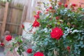 most-colorful-garden-plants-4689533-14-1251a36c45dd4beb9add43dbbf292b2a.jpg