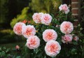 rose-bush-getty-0121-opus-79f679a36542456dbb2c78caf6cb4cd5.jpg