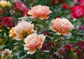 rose-fertilizer.jpg