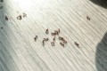 boric-acid-ants.jpg