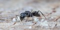 sugar-ant.jpg