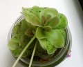 butterwort_fungus-gnats-1.jpg