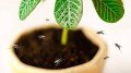 f12-dealing-with-fungus-gnats-v1.jpg