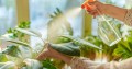 how-to-get-rid-of-fungus-gnats-in-houseplants.jpg