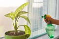 how-to-kill-fungus-gnats-dish-soap-water-4976518.jpg
