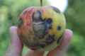 apple-scab-scaled.jpeg