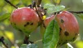 pests-apple-scab-opt.jpg